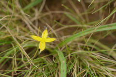 Hypoxis aurea